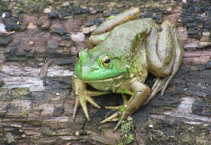 American Bullfrog